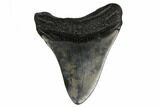 Fossil Megalodon Tooth - South Carolina #164944-2